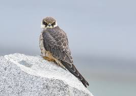 Attēlu rezultāti vaicājumam “Falco subbuteo adult”