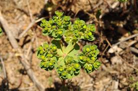 Attēlu rezultāti vaicājumam “Euphorbia helioscopia leaf”