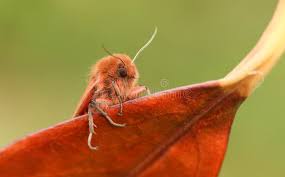 Attēlu rezultāti vaicājumam “Phragmatobia fuliginosa imago”