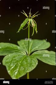 Attēlu rezultāti vaicājumam “Paris quadrifolia flower”