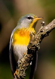 Image result for Parula americana