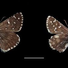 Attēlu rezultāti vaicājumam “Pyrgus alveus upperside”