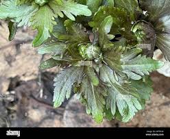 Attēlu rezultāti vaicājumam “Ranunculus cassubicus flower”