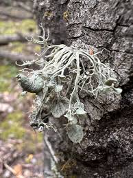 Attēlu rezultāti vaicājumam “Ramalina calicaris”