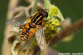 Attēlu rezultāti vaicājumam “Helophilus hybridus”