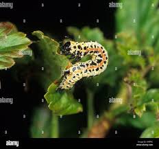 Attēlu rezultāti vaicājumam “Abraxas grossulariata larva”