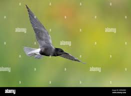 Attēlu rezultāti vaicājumam “Chlidonias niger”