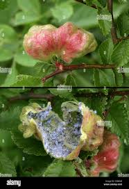 Attēlu rezultāti vaicājumam “Tetraneura ulmi”