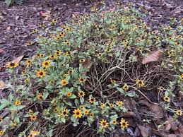 Image result for Sanvitalia procumbens