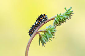 Attēlu rezultāti vaicājumam “Papilio machaon larva”
