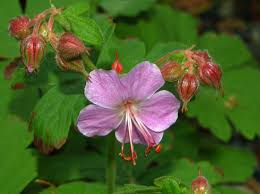 Attēlu rezultāti vaicājumam “Geraniaceae”