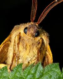 Attēlu rezultāti vaicājumam “Lasiocampa quercus”