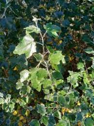 Attēlu rezultāti vaicājumam “Populus x berolinensis leaf”