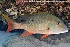 Image result for Lutjanus analis