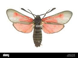 Attēlu rezultāti vaicājumam “Zygaenidae”