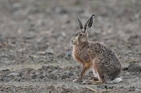 Attēlu rezultāti vaicājumam “Lepus europaeus adult”
