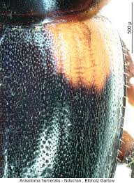 Attēlu rezultāti vaicājumam “Anisotoma humeralis”