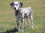 Breed of the Month - The Croatian Dalmatian Dog | Pet ...