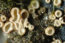 Attēlu rezultāti vaicājumam “Merismodes anomala”