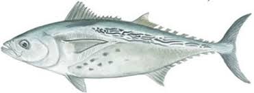 Image result for Euthynnus alletteratus