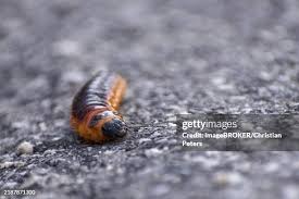 Attēlu rezultāti vaicājumam “Cossus cossus imago”