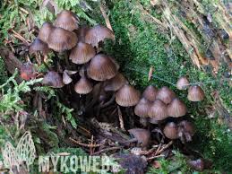 Attēlu rezultāti vaicājumam “Mycena stipata”