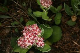 Attēlu rezultāti vaicājumam “Hylotelephium telephium”