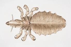 Attēlu rezultāti vaicājumam “Phthiraptera”