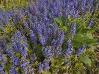 Attēlu rezultāti vaicājumam “Ajuga genevensis”