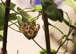 Attēlu rezultāti vaicājumam “Trichia erecta stalked”