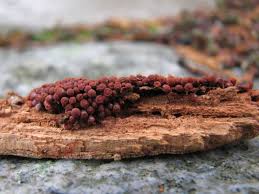 Attēlu rezultāti vaicājumam “Cribraria rubiginosa”