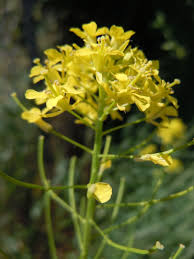 Attēlu rezultāti vaicājumam “Sisymbrium loeselii flower”