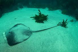 Image result for Bathytoshia centroura