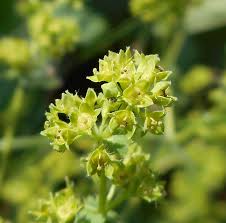 Attēlu rezultāti vaicājumam “Alchemilla subcrenata”