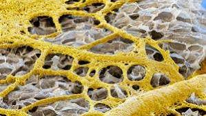 Attēlu rezultāti vaicājumam “Physarum daamsii”