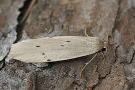 Attēlu rezultāti vaicājumam “Pelosia muscerda”