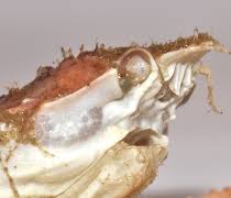 Image result for Hyas coarctatus