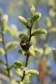 Attēlu rezultāti vaicājumam “Salix aurita flower”