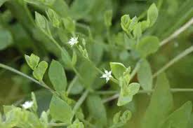 Attēlu rezultāti vaicājumam “Stellaria alsine”