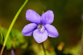 Attēlu rezultāti vaicājumam “Viola riviniana flower”