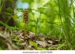 Attēlu rezultāti vaicājumam “Neottia nidus-avis flower”