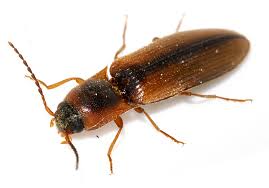 Attēlu rezultāti vaicājumam “Dalopius marginatus”