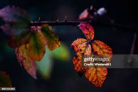 Image result for Rubus sectio