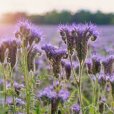 Attēlu rezultāti vaicājumam “Phacelia tanacetifolia flower”