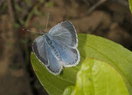 Attēlu rezultāti vaicājumam “Celastrina argiolus underside”