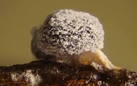 Attēlu rezultāti vaicājumam “Didymium bahiense spores”