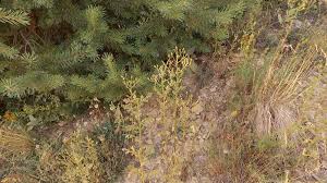 Attēlu rezultāti vaicājumam “Senecio viscosus fruit”