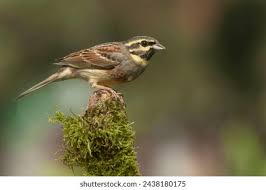 Image result for Emberiza cirlus