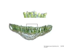 Attēlu rezultāti vaicājumam “Polytrichum commune var. perigoniale”