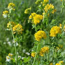 Attēlu rezultāti vaicājumam “Medicago sativa subsp. sativa flower”
